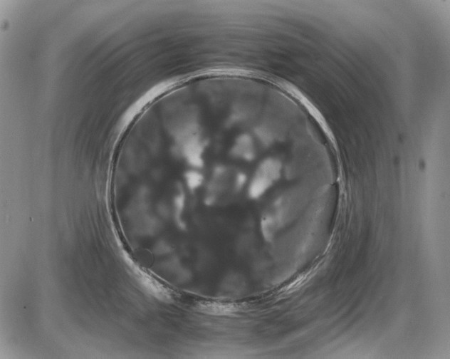 X0000086091245200703231422