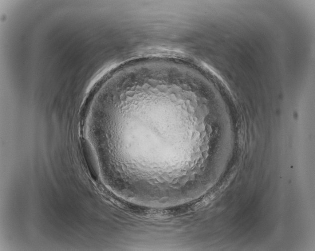 X0000086091267200703231421