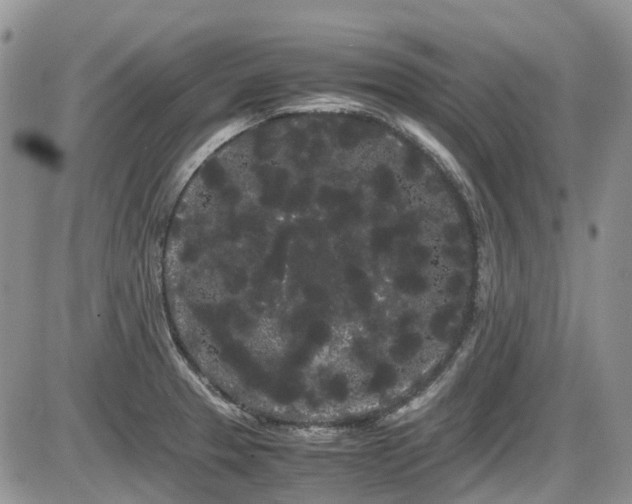 X0000086091329200703231420