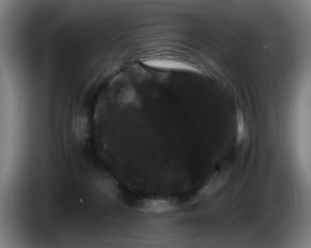 X0000086090224200703301158