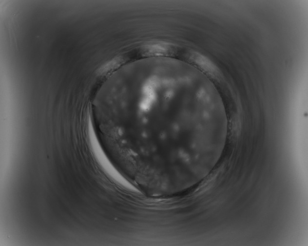 X0000086090361200703301156