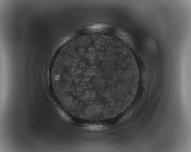 X0000086090729200703301150