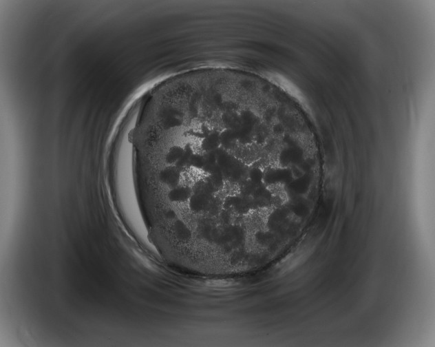 X0000086091035200703301146