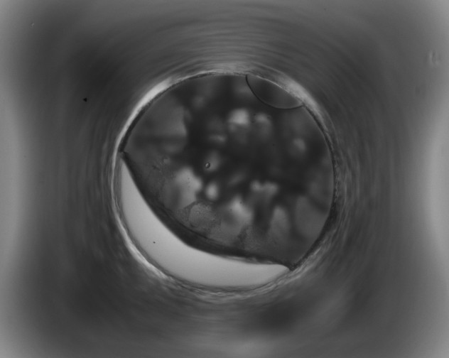 X0000086091095200703301145