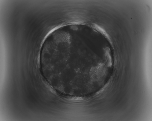 X0000086091174200703301144