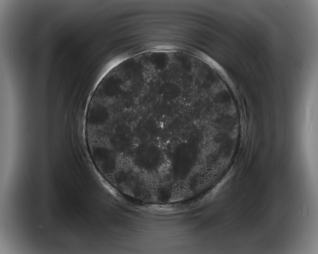 X0000086091194200703301144