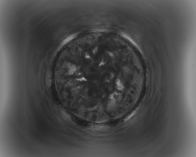 X0000086091213200703301143