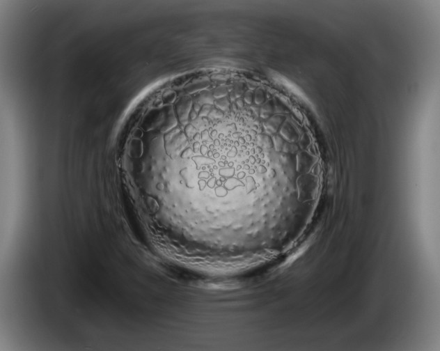 X0000086091310200703301142