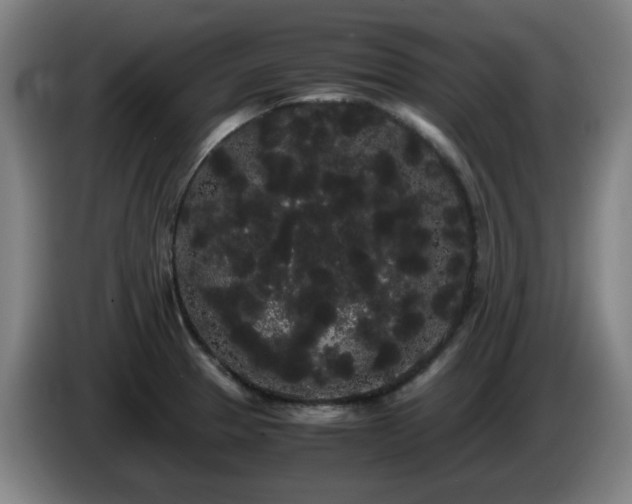 X0000086091329200703301142