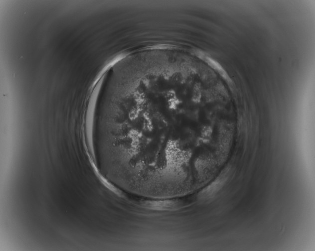 X0000086091425200703301141