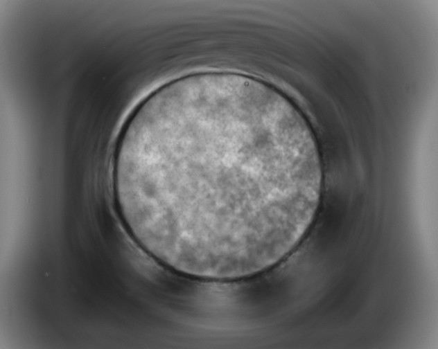 X0000086091514200703301139