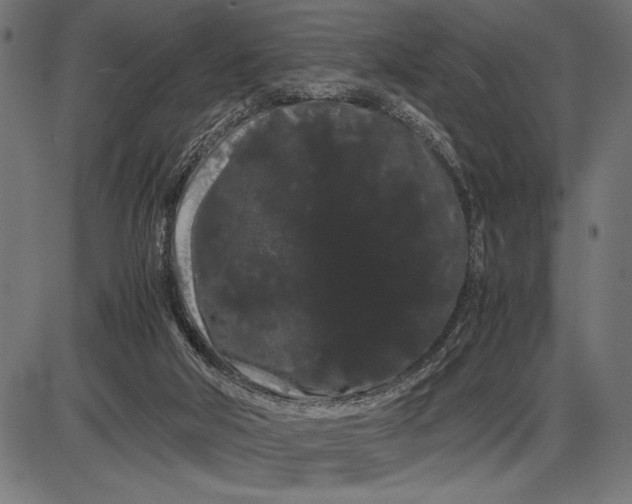 X0000086090018200704091338