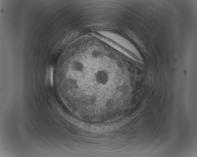 X0000086090022200704091338