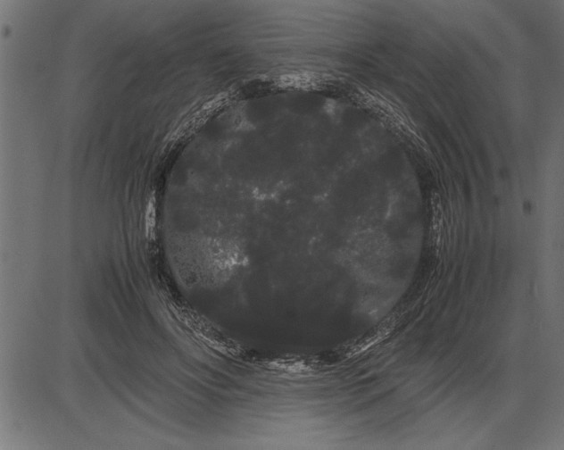 X0000086090502200704091330