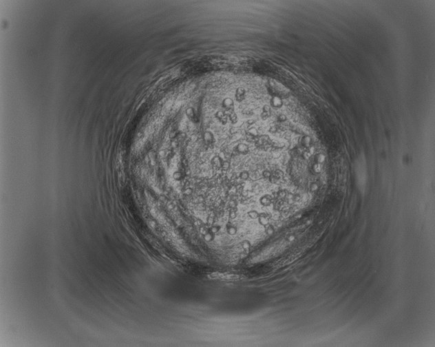 X0000086090699200704091327