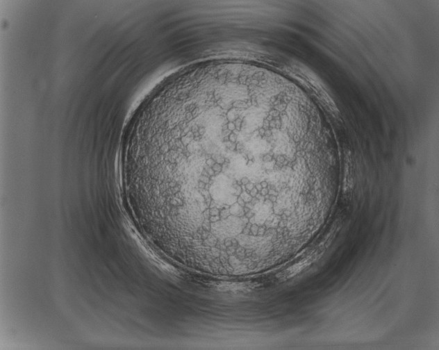 X0000086090796200704091325