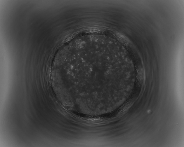 X0000086090653200704132126