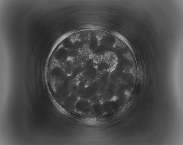 X0000086091098200704132120