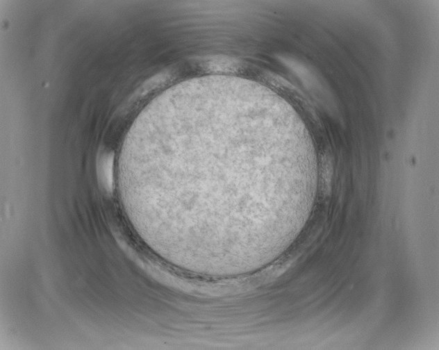 X0000086090028200704202227