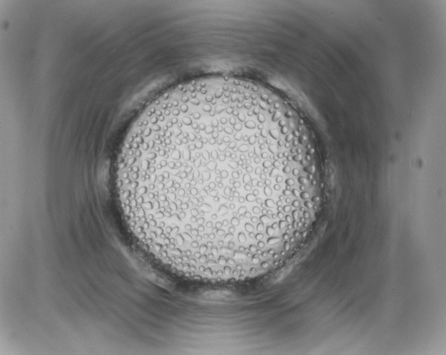 X0000086090066200704202226