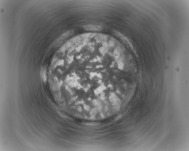 X0000086090069200704202226