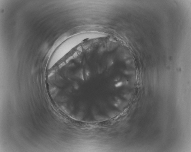 X0000086090099200704202226