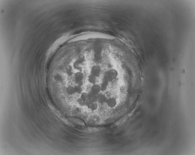 X0000086090149200704202225