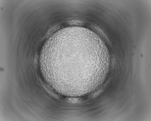 X0000086090265200704202223