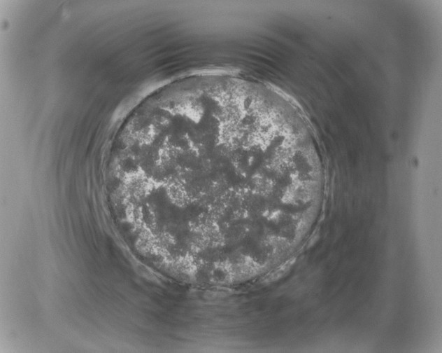 X0000086090337200704202221