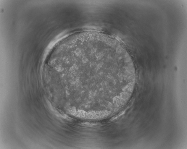 X0000086090343200704202221