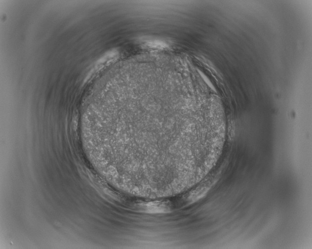 X0000086090365200704202222