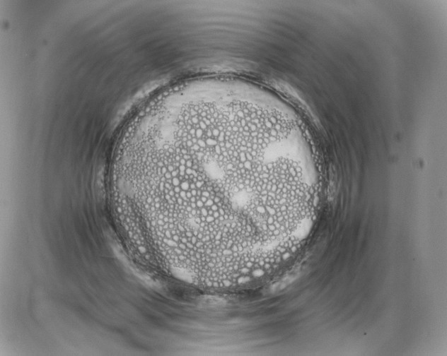 X0000086090394200704202221