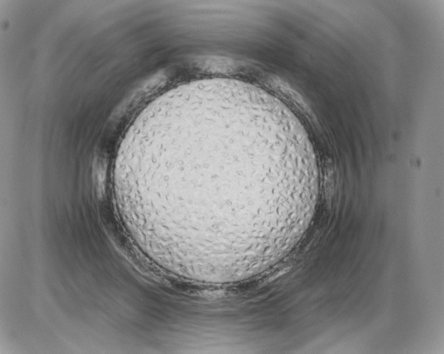 X0000086090406200704202221