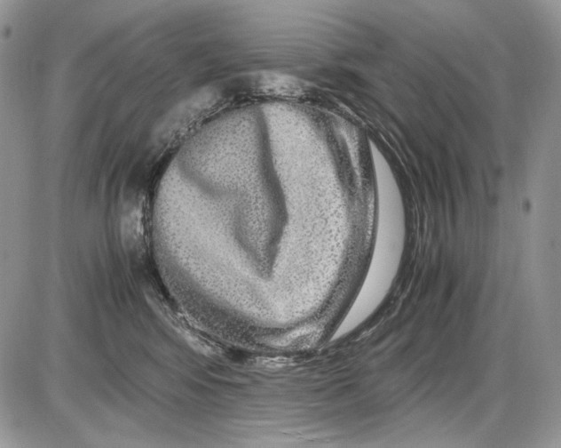 X0000086090424200704202221