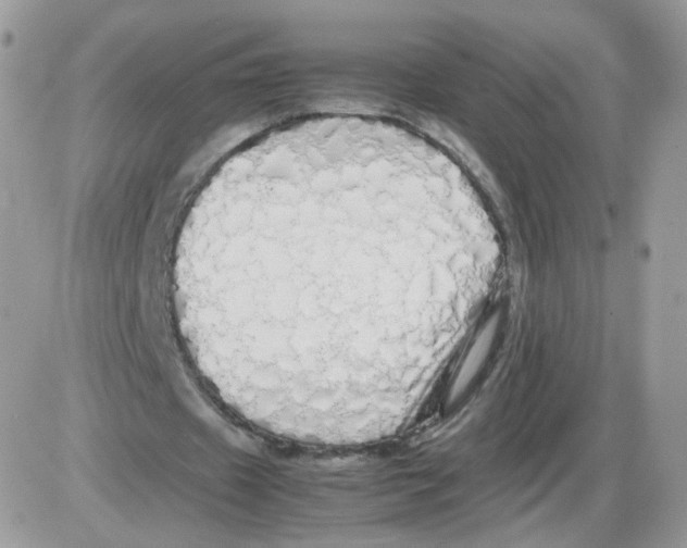 X0000086090433200704202220