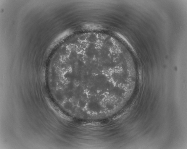 X0000086090447200704202220