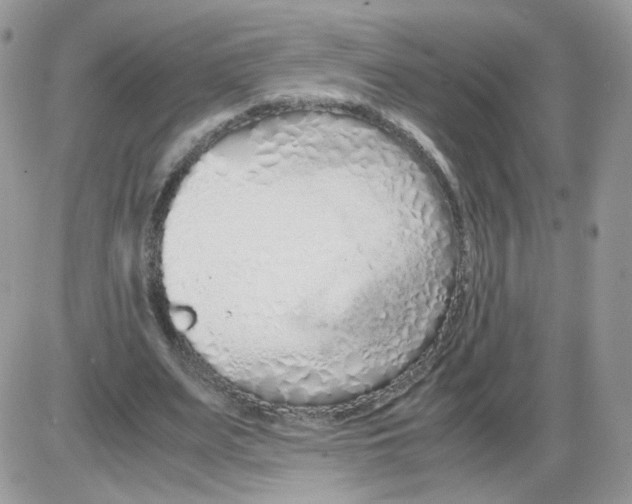 X0000086090487200704202220