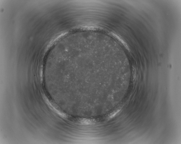 X0000086090494200704202220