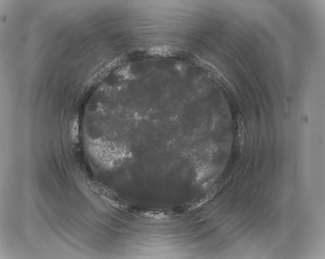 X0000086090502200704202219