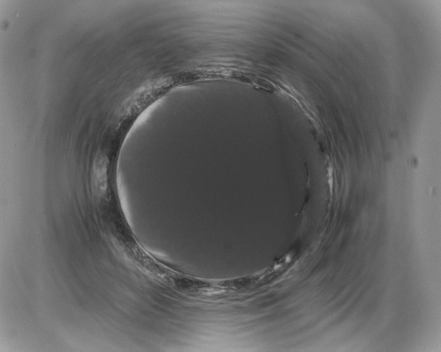 X0000086090504200704202219