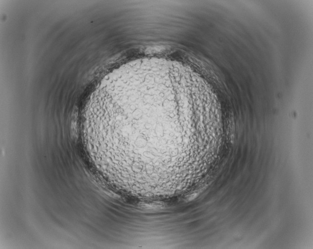 X0000086090510200704202219