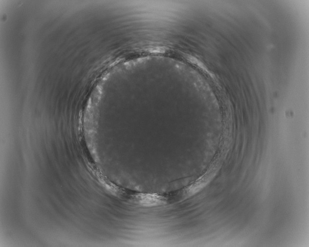 X0000086090528200704202219