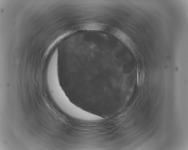 X0000086090531200704202218