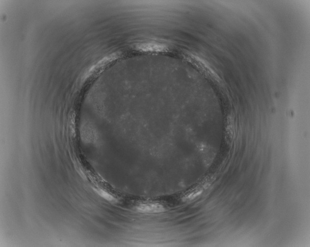 X0000086090547200704202219