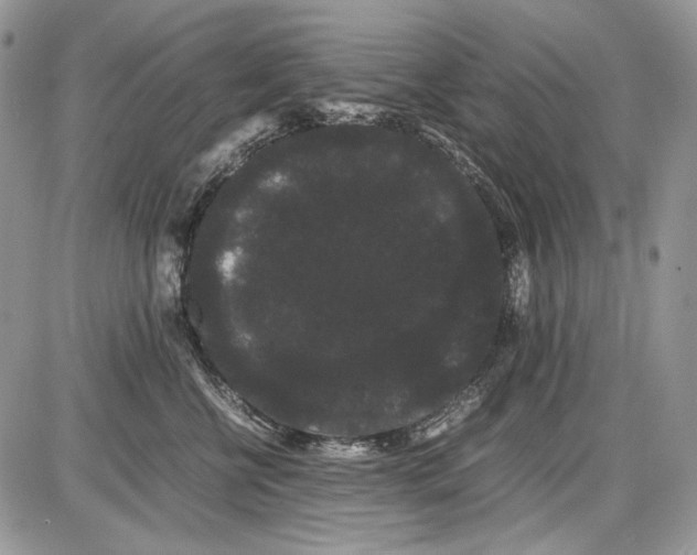 X0000086090570200704202219