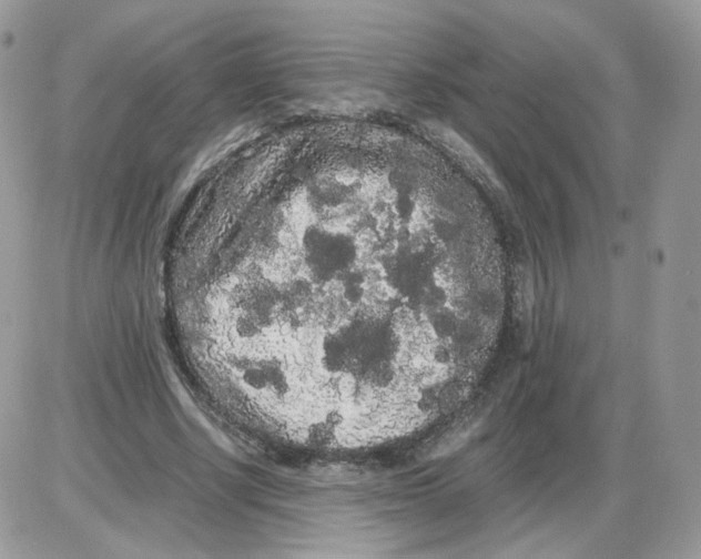 X0000086090634200704202217