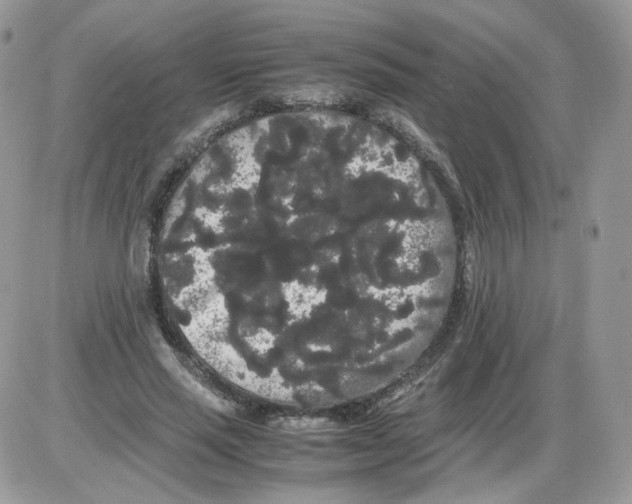 X0000086090637200704202217