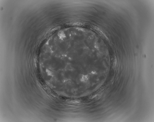 X0000086090643200704202217