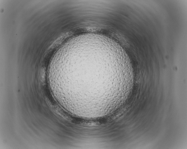 X0000086090646200704202217