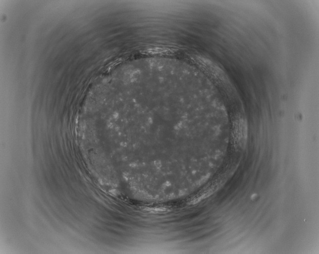 X0000086090653200704202217